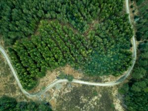 Aerial top view of the Puddletown Forest in Dorset, UK